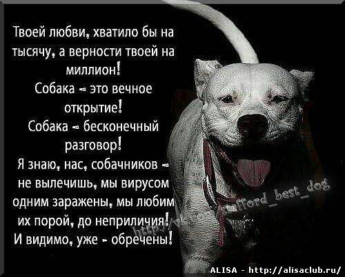 Стихи в прозе о собаках Стихи в прозе о собаках